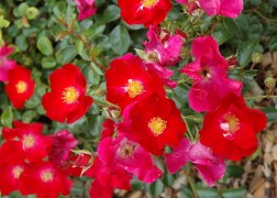 Magastörzsű rózsa / Red Carpet